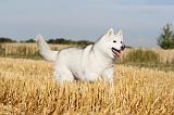 SIBERIAN HUSKY 034